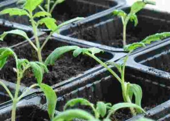 Підживлення розсади томатів: що допоможе, а що зашкодить рослинам