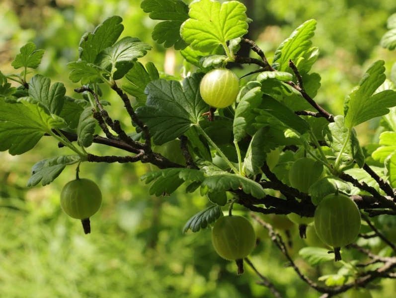 Чим підживити аґрус для гарного врожаю &mdash; корисні добрива