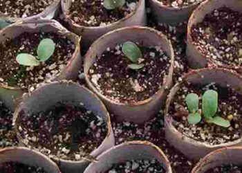 Як правильно доглядати розсаду в умовах нестабільної температури: основні поради