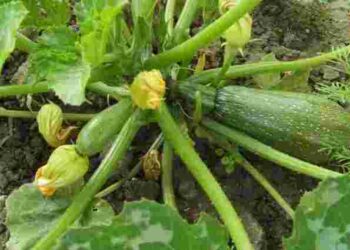 Не садіть їх поруч: 3 культури, які можуть зіпсувати врожай кабачків