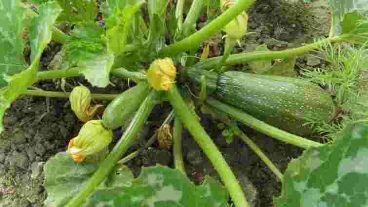 Не садіть їх поруч: 3 культури, які можуть зіпсувати врожай кабачків