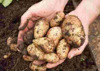 Такого врожаю картоплі ви ще не мали: що покласти у лунку для більшої родючості