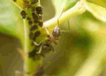 Як позбутися мурах на городі ще перед посадкою: ефективні методи