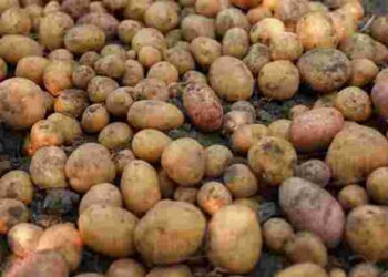 Як вирощувати картоплю на тому ж місці, що й торік: 4 основні правила