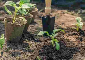 Що можна садити одразу в ґрунт у березні: рослини, які не бояться заморозків