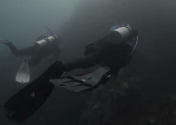 Акули напали на російських дайверів на Філіппінах