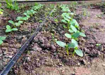 13 обов’язкових справ у березні: що потрібно зробити на городі у перший місяць весни