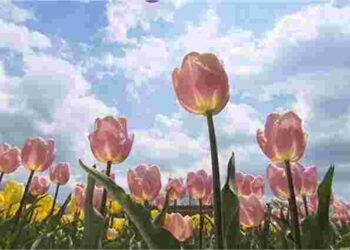 Що треба зробити з тюльпанами у березні, щоб вони пишно зацвіли: поради з догляду