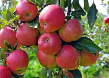 5 найкращих сортів яблук для вашого саду
