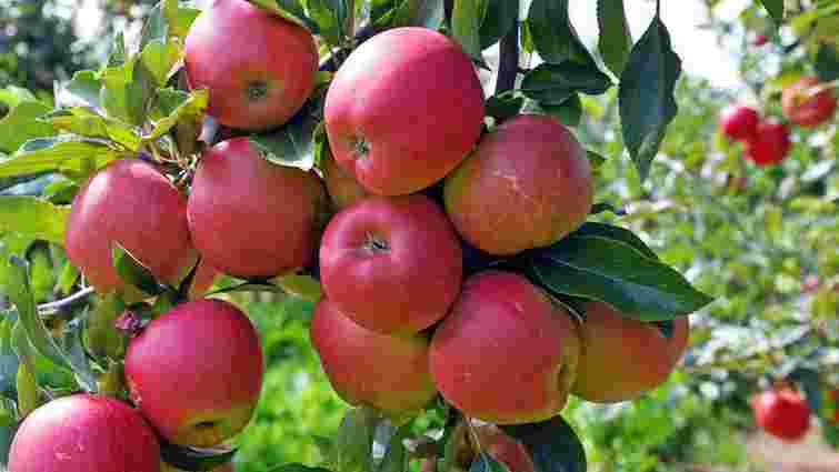 5 найкращих сортів яблук для вашого саду