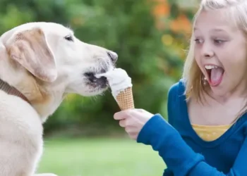 Чим ми схожі на лабрадорів? У нас спільний ген переїдання і схильності до зайвої ваги