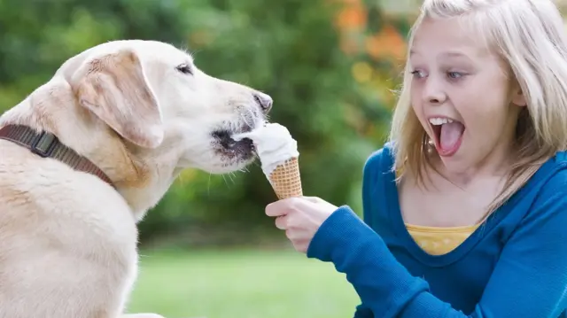 Чим ми схожі на лабрадорів? У нас спільний ген переїдання і схильності до зайвої ваги