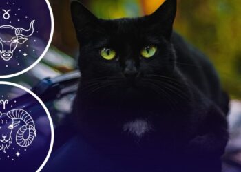Чорна кішка перебіжить дорогу 3 знакам зодіаку: на кого очікують проблеми вже цього тижня