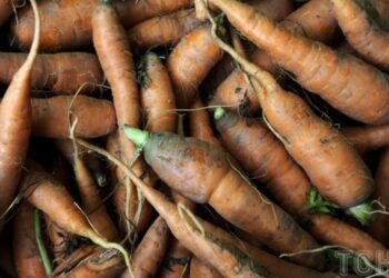 Цікавий спосіб прорідити моркву: поради садівниці 