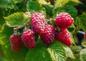 Чим і коли підживити малину, щоб ягоди були великі і солодкі: три важливі етапи