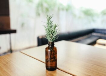 Для краси шкіри та волосся: корисні властивості розмарину у косметології