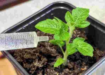 Як вирощувати розсаду томатів, коли мало світла: поради для початківців