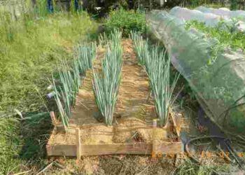 Якими матеріалами ніколи не можна мульчувати часник і цибулю: постраждає урожай