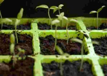 Як посіяти розсаду за 15 хвилин: швидкий та ефективний спосіб