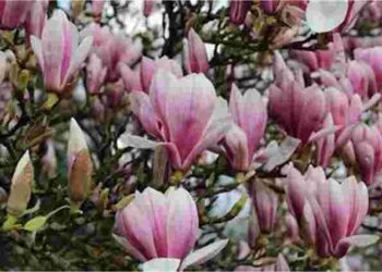 Як доглядати за магнолією навесні для пишного цвітіння: основні поради