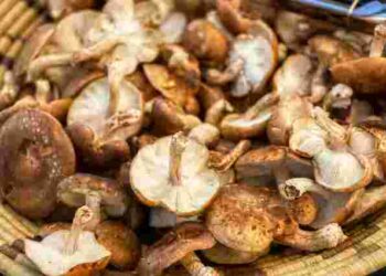 Як правильно готувати гриби шиїтаке: поради для збереження текстури та аромату