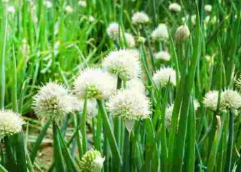 Цибуля без стрілок: 5 простих порад, як виростити врожай без квітконосів