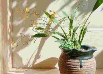 Серед них – кактуси: які рослини не можна ставити у спальні