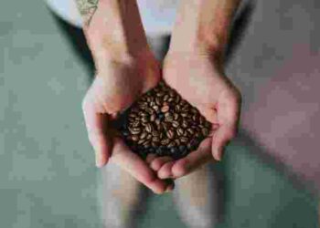 Різні не лише на смак: у чому відмінність між арабікою та робустою