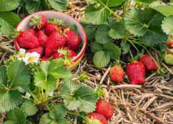 Як правильно садити полуницю навесні: терміни та правила посадки