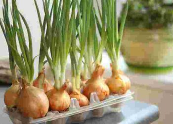Як виростити цибулю на перо у звичайному яєчному лотку: ефективний швидкий метод