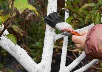 Ці дерева в саду заборонено білити навесні: як їх захистити від ушкоджень