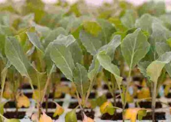 Як зміцнити розсаду капусти: перевірені поради від досвідчених дачників