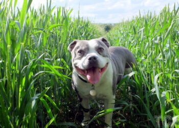 Грізний добрий пес: топ-5 цікавих фактів про стафів