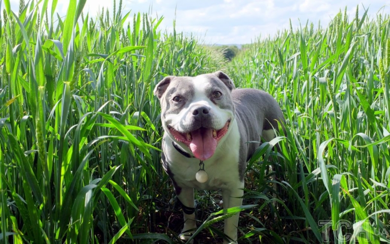Грізний добрий пес: топ-5 цікавих фактів про стафів