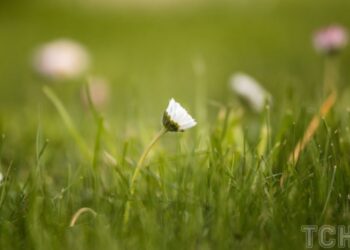 Як доглядати за газоном: чому важливо вчасно зробити пересівання