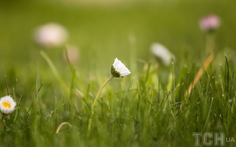 Як доглядати за газоном: чому важливо вчасно зробити пересівання