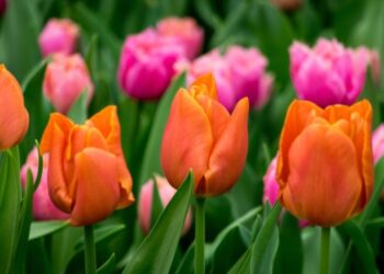 Як посадити тюльпани, щоб прискорити їхнє цвітіння навесні