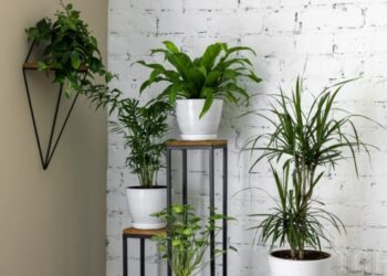 Як правильно поливати квіти: поради садівника