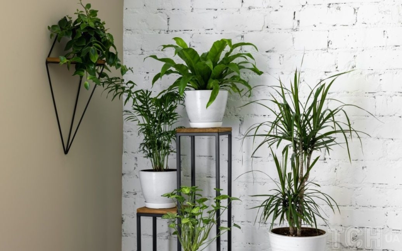 Як правильно поливати квіти: поради садівника