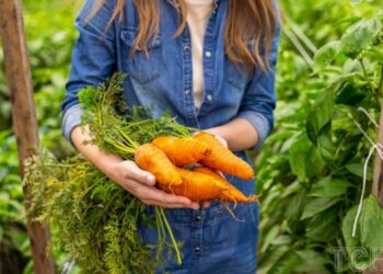 Як старі джинси допоможуть проростити моркву: цікавий лайфгак