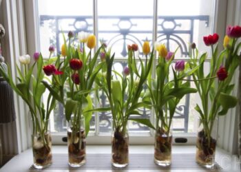 Як зробити так, щоб тюльпани довше простояли у вазі
