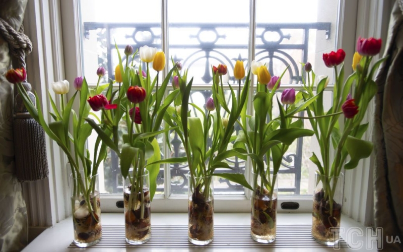 Як зробити так, щоб тюльпани довше простояли у вазі