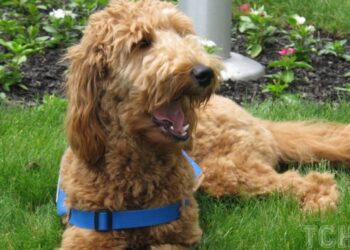 Як зрозуміти, що ваш собака щасливий