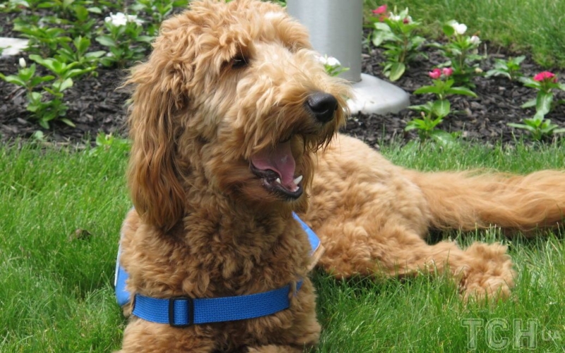 Як зрозуміти, що ваш собака щасливий