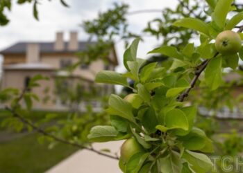 Яка пора року найкраща для садіння дерев 