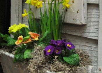 Які сорт квітів найкращі для вирощування у вазонах на вікнах