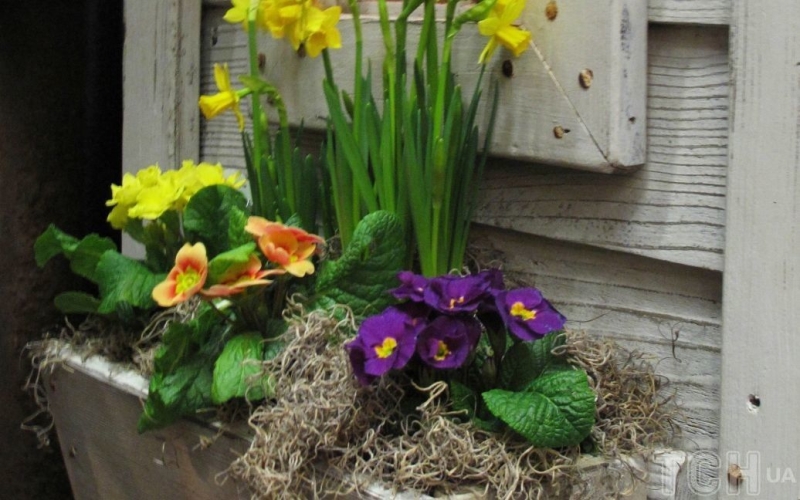 Які сорт квітів найкращі для вирощування у вазонах на вікнах