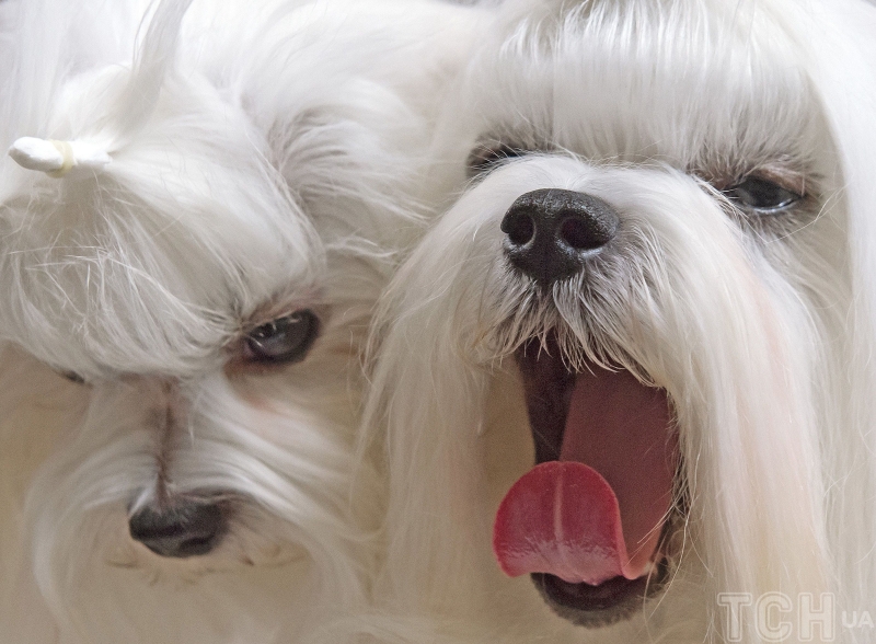 Якого собаку завести в сім'ю, де є маленька дитина: 20 найкращих маленьких порід