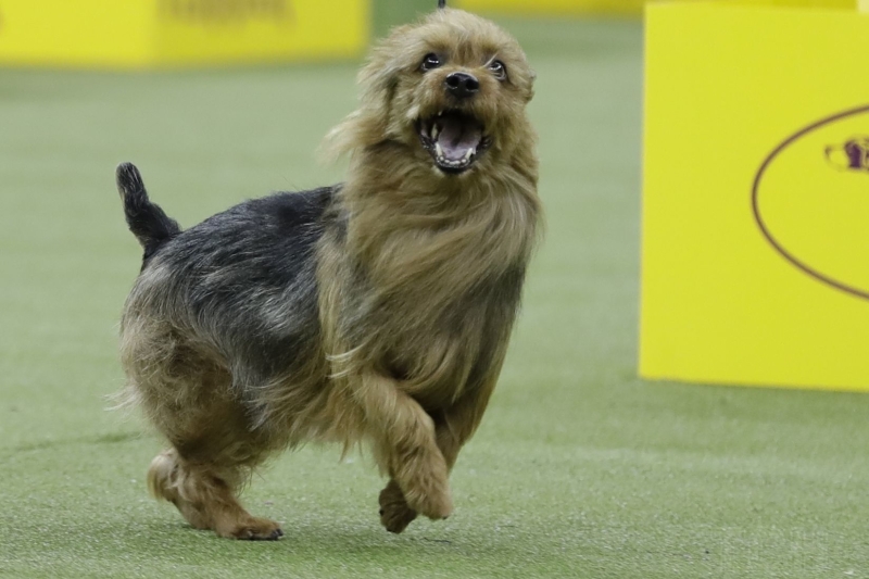 Якого собаку завести в сім'ю, де є маленька дитина: 20 найкращих маленьких порід