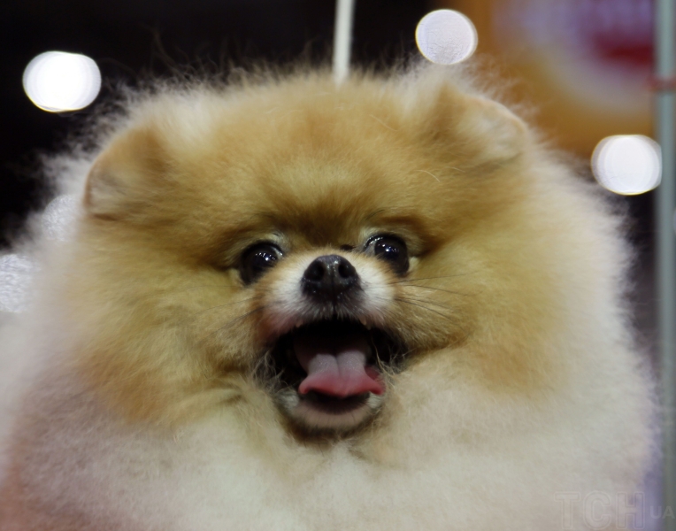 Якого собаку завести в сім'ю, де є маленька дитина: 20 найкращих маленьких порід